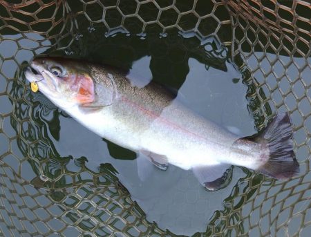 釣り納め ～大安トラウトレイク～